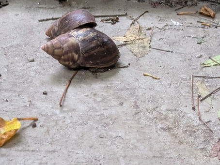 Two snails