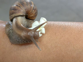 Mr. Snail tries to bite me