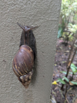 A snail