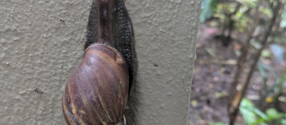 A snail