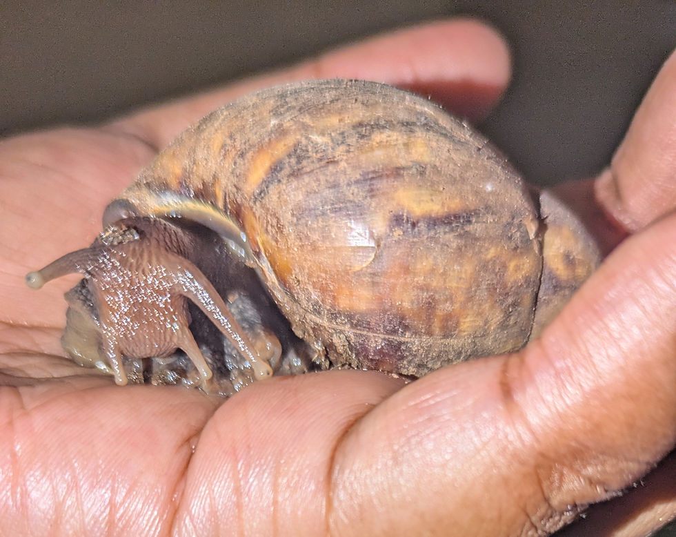 A snail on a human hand