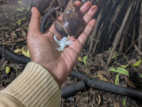 A snail near the light