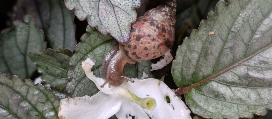 A snail eating a flower