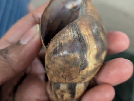 A snail's shell