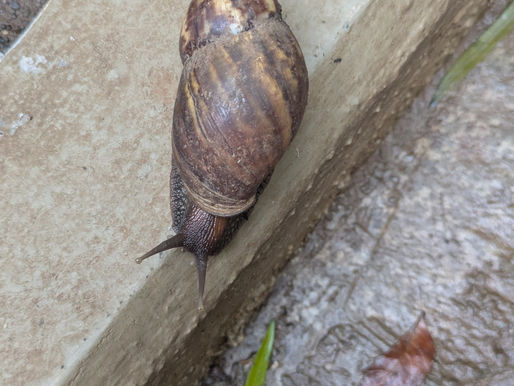 A snail on the corner of the road
