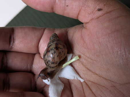 A snail eating a flower