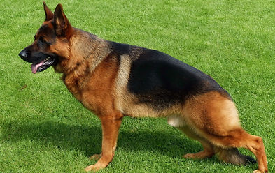 Nørrehedens Magnum.-.jpg