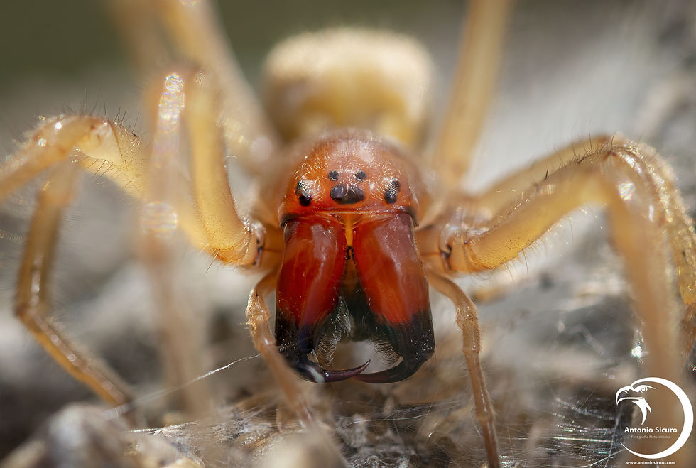 Cheiracanthium punctorium