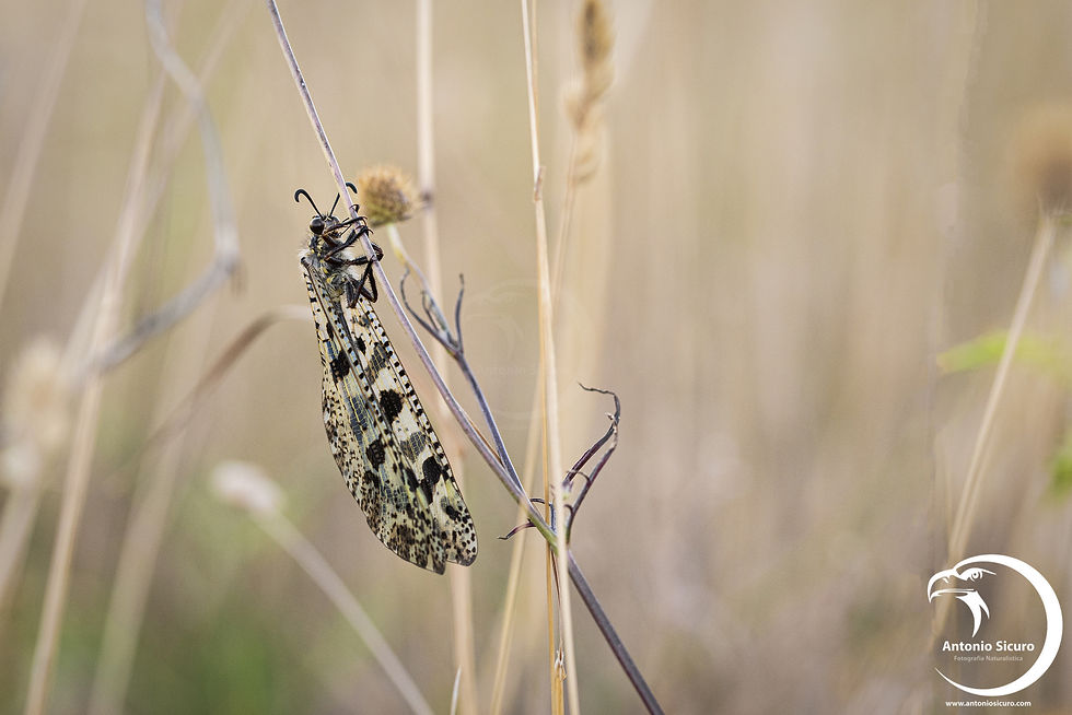 Palpares libelloides