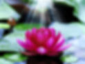 lotus-flower-on-water_edited_edited.jpg