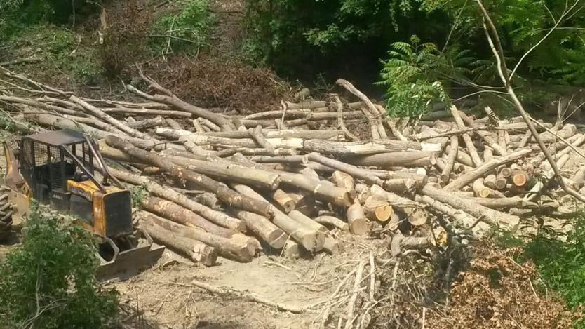 Lots of logs.jpg