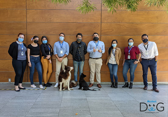 el-mejor-entrenador-de-perros-a-domicilio-qro-ver-pue-mty-zapopan-cdmx-modest-dog-adiestraiento-canino-en-positivo