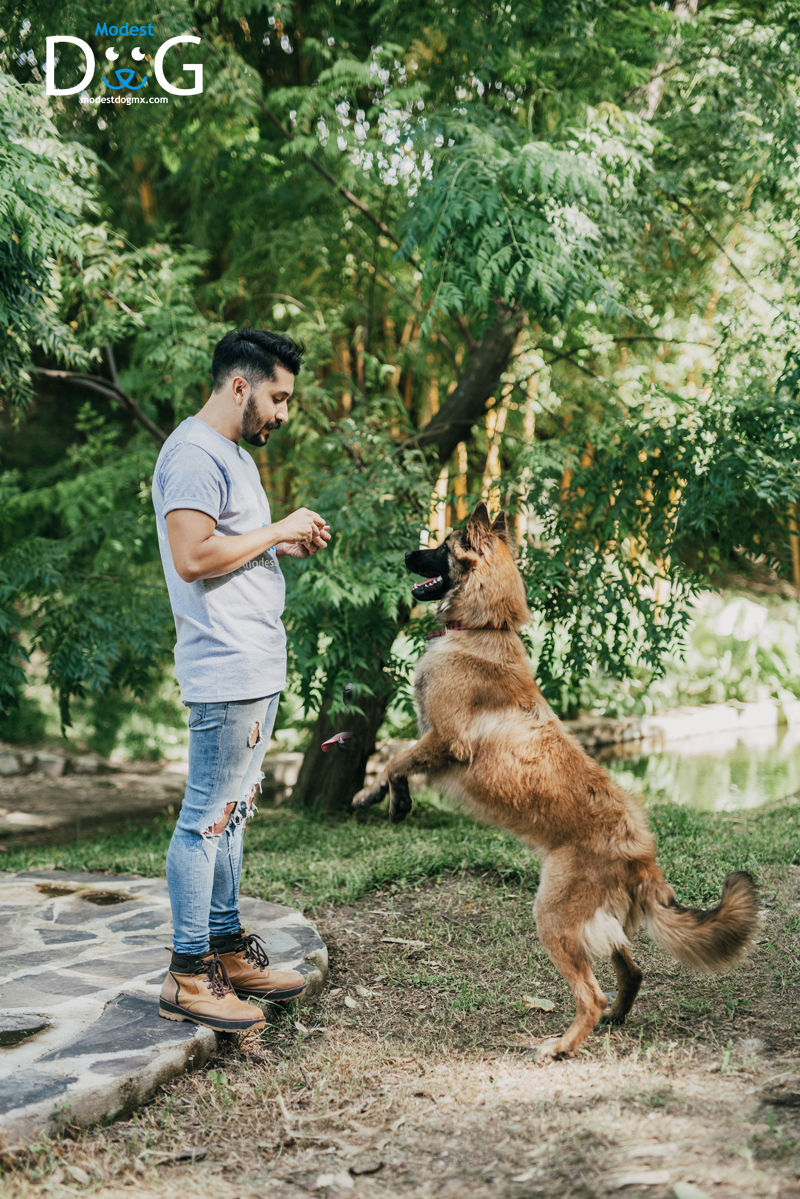 adiestramiento-canino-modest-dog-mexico