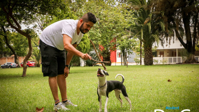 adiestramiento-canino-queretaro-entrenador-de-perros-juriquilla-modest-dog