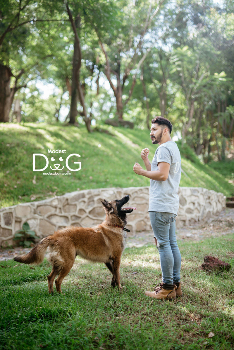 tavo-abascal-modest-dog-perros-de-servicio-perros-de-apoyo-emocional