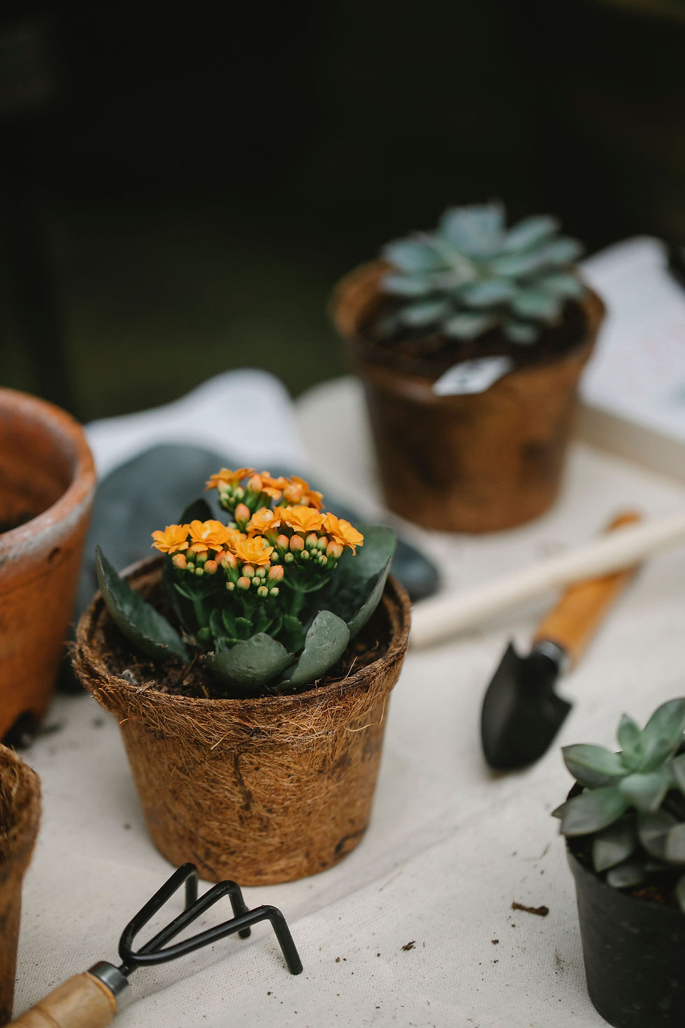 Potted Plants