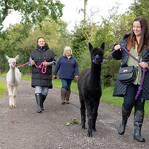 Three women walk alpacas on a path, ALPACA EXPERIENCES, in a rural setting.