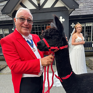 Man in red jacket with alpaca at wedding, bride in background.