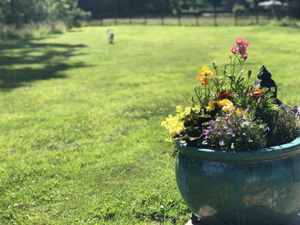 Colorful flowers in a green pot on a sunny lawn with a dog in the background.