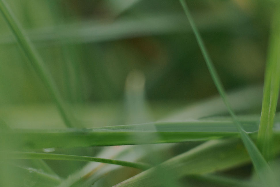 Lawn edging and mowing services in Melbourne