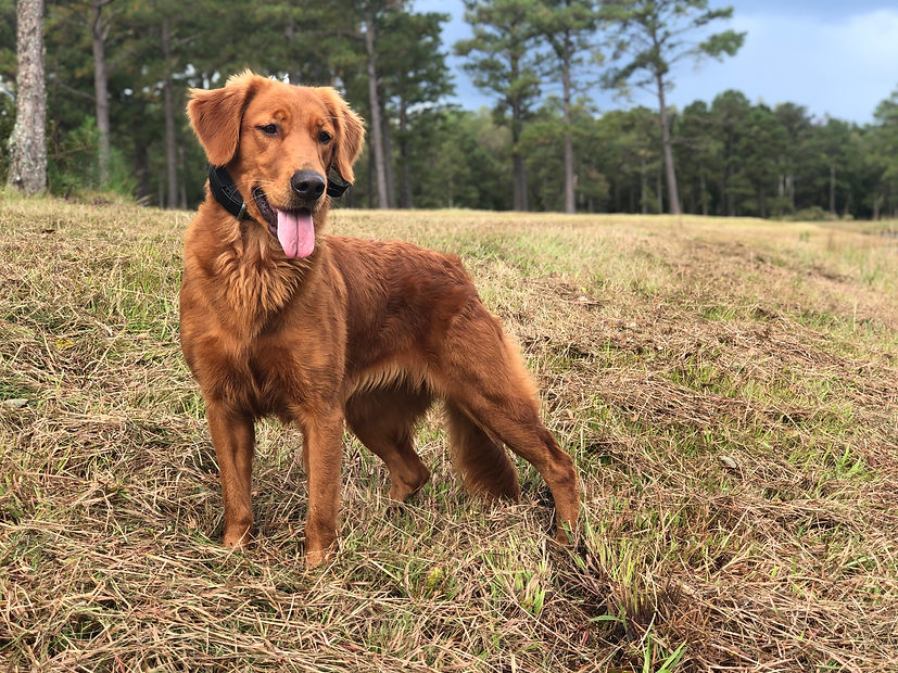 Golden Retriever Gold Rush Kennels Golden Retriever North Carolina