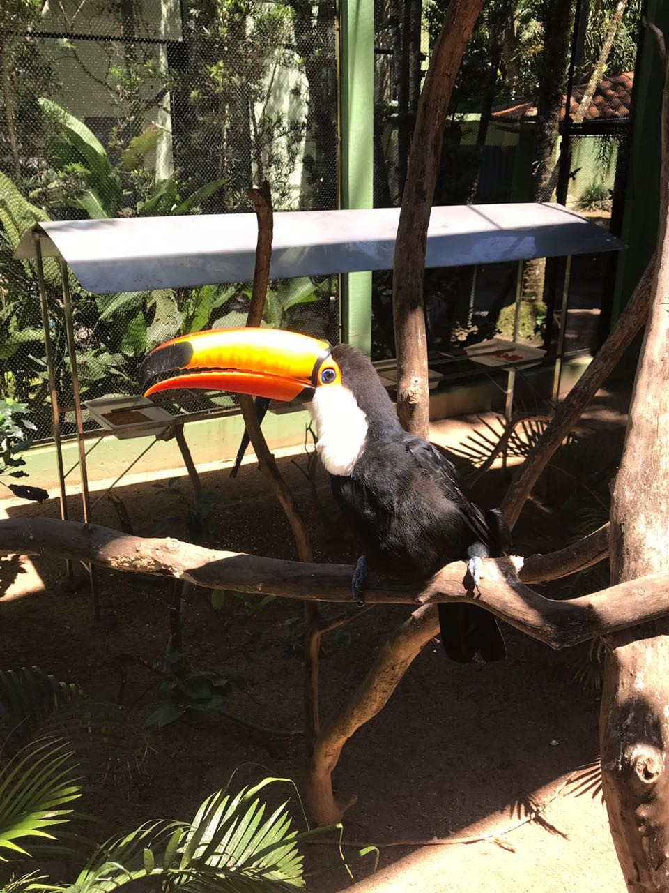Quando o tucano dá uma aula de pose pra você. LINDO.