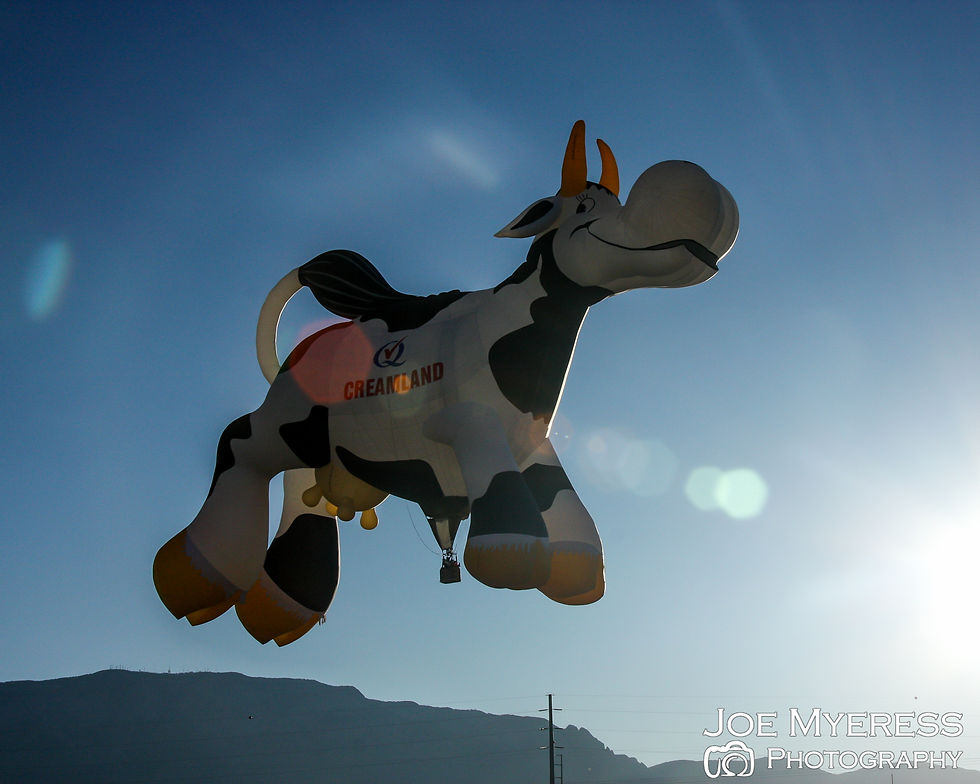 Cow Balloon