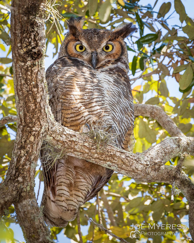 Who goes there?
And other things Owls say