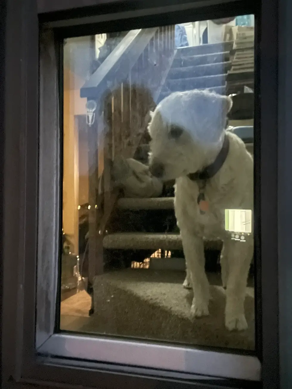 Brendan the golden doodle standing on the staircase inside the house, looking out the window while waiting for his walk.