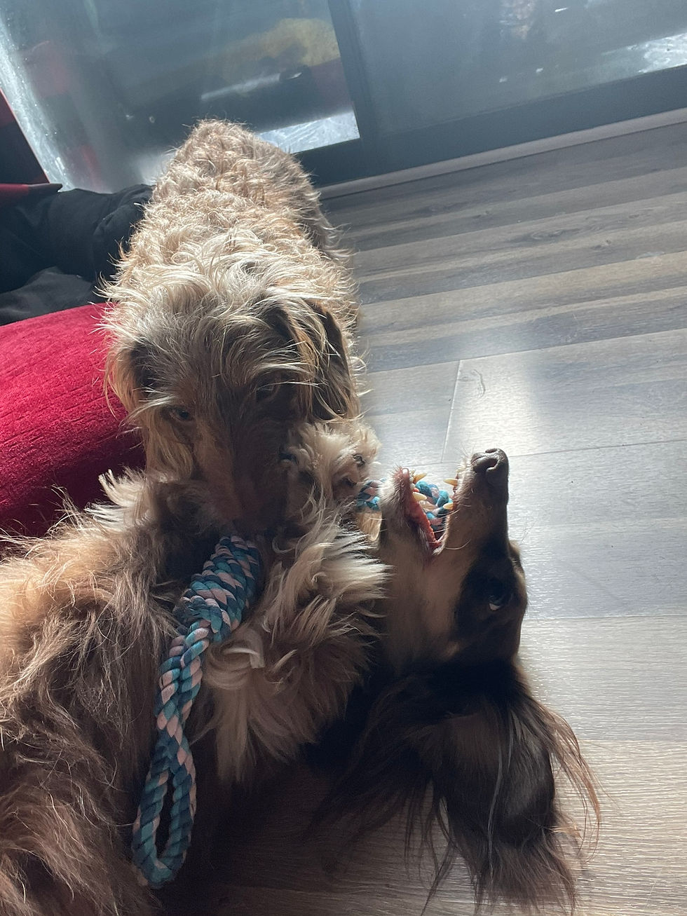 Two small dachshunds playing gently with a rope toy at home in Virginia Beach—personalized, hands-on dog sitting experience.