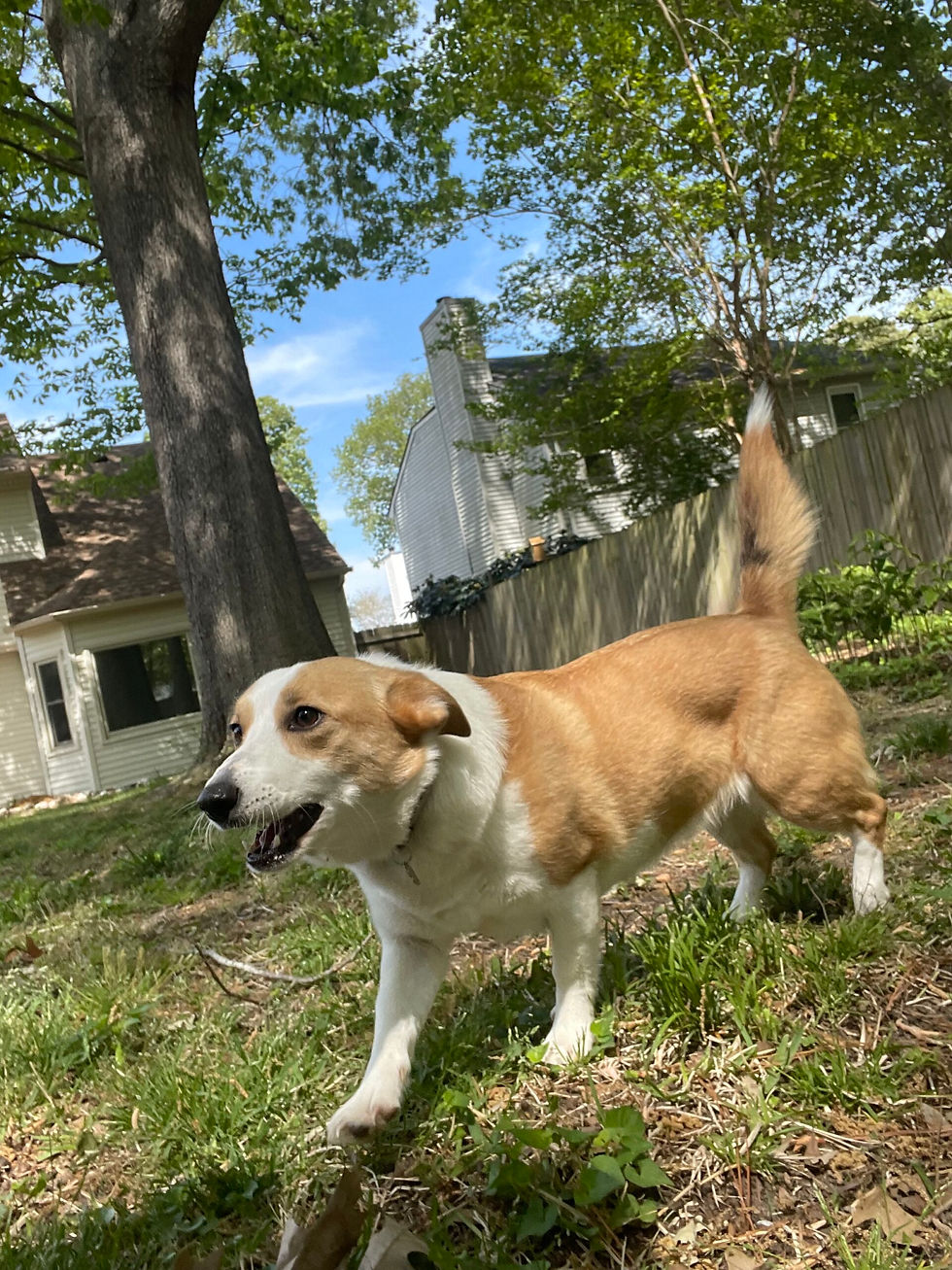 Millie, a 5‑year‑old Pembroke Welsh Corgi with a thick coat, standing in the yard during her morning drop‑in visit in Ocean Lakes 23454, starting her day with safe outdoor time before the heat rises.