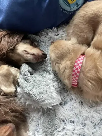 Two Dachshunds sleeping peacefully beside a dog sitter’s uniform, representing our calm and caring approach to dog sitting in Virginia Beach.