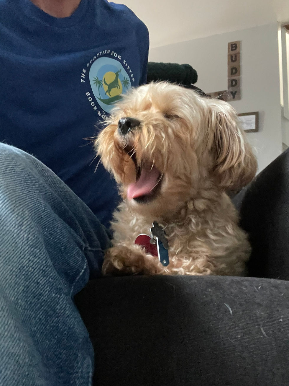 Small tan dog relaxing during a calm in‑home dog sitting visit in Ocean Lakes 23454 with their sitter from Dog Sitting Virginia Beach.