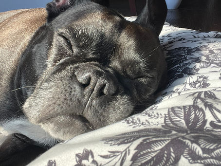 Close-up of a French Bulldog sleeping peacefully during doggy day care in Ocean Lakes, Virginia Beach