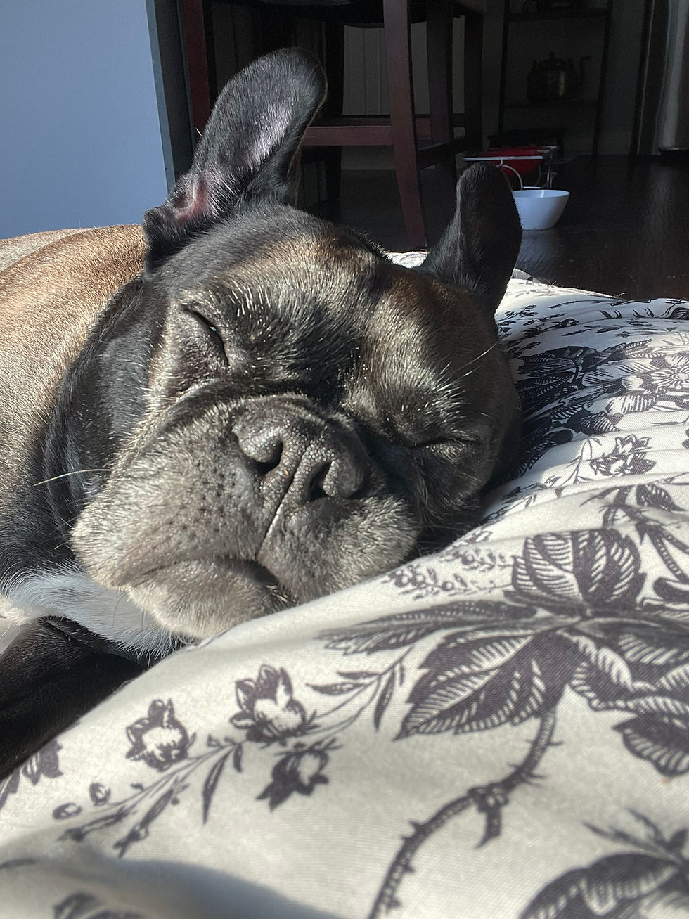 Close-up of a French Bulldog sleeping peacefully during doggy day care in Ocean Lakes, Virginia Beach