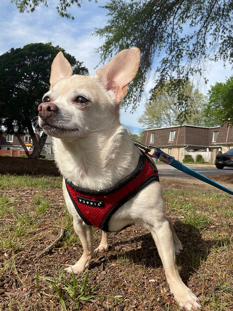 Small Chihuahua wearing a well‑fitted harness during a calm dog walking session near Dam Neck Road 23454 with Dog Sitting Virginia Beach.