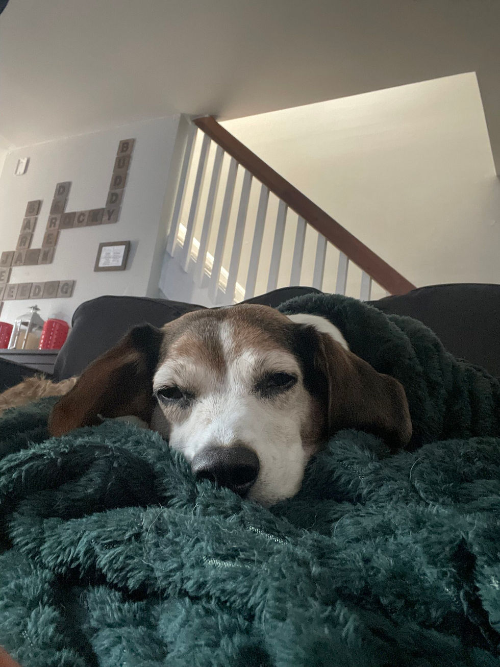 Beagle lying quietly with a calm expression, showing signs of stomach discomfort, cared for by a trusted dog sitter in Ocean Lakes, Virginia Beach, VA