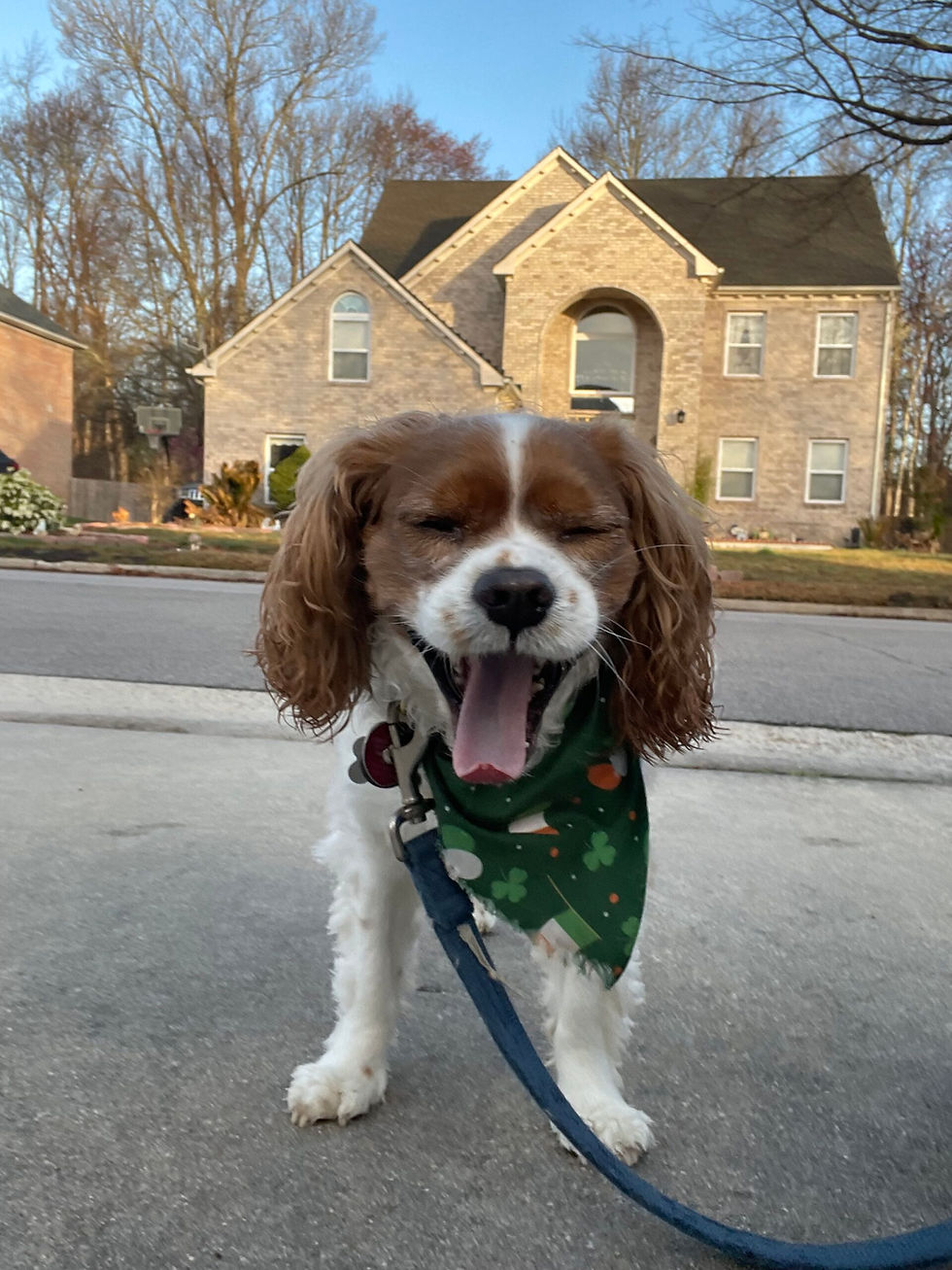 Small Cavalier mix wearing a green St. Patrick’s Day bandana yawning during a calm dog walking visit in Ocean Lakes 23454 with Dog Sitting Virginia Beach.