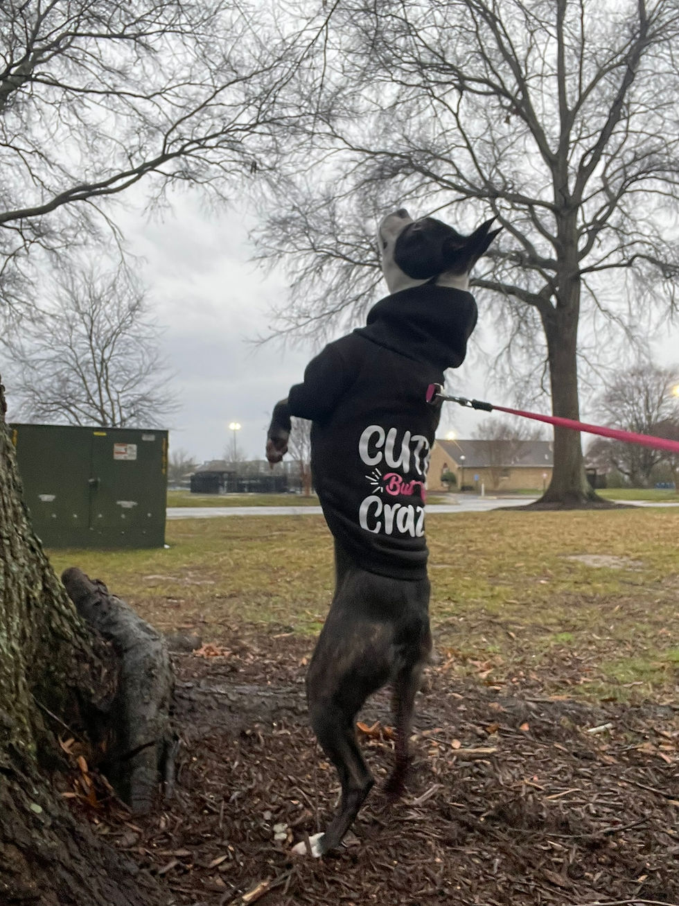 Boston terrier in a rain jacket walking in wet weather near Red Mill 23454 during a dog walking visit with Dog Sitting Virginia Beach.