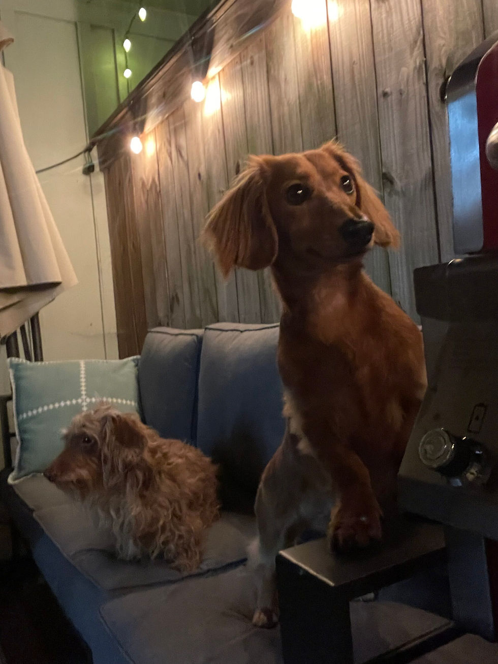 Dachshund relaxing on a patio chair beside a grill under warm lights in Virginia Beach.
