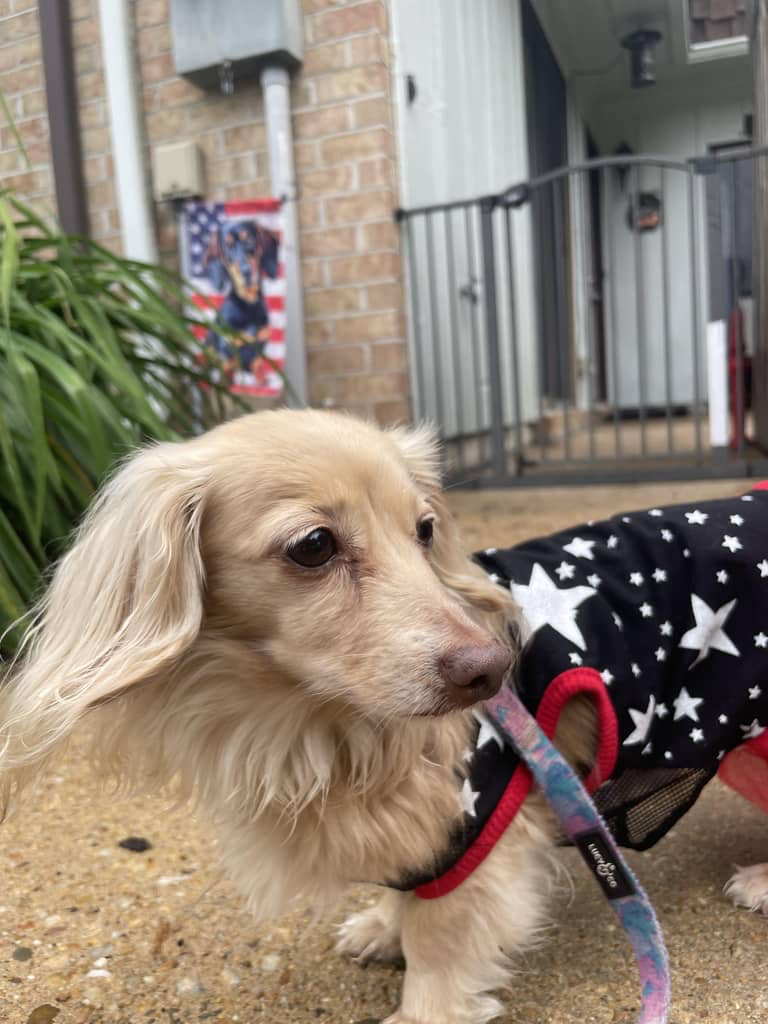 Mini Dachshund in a dress looking out into the world happily with pet sitter in Virginia Beach