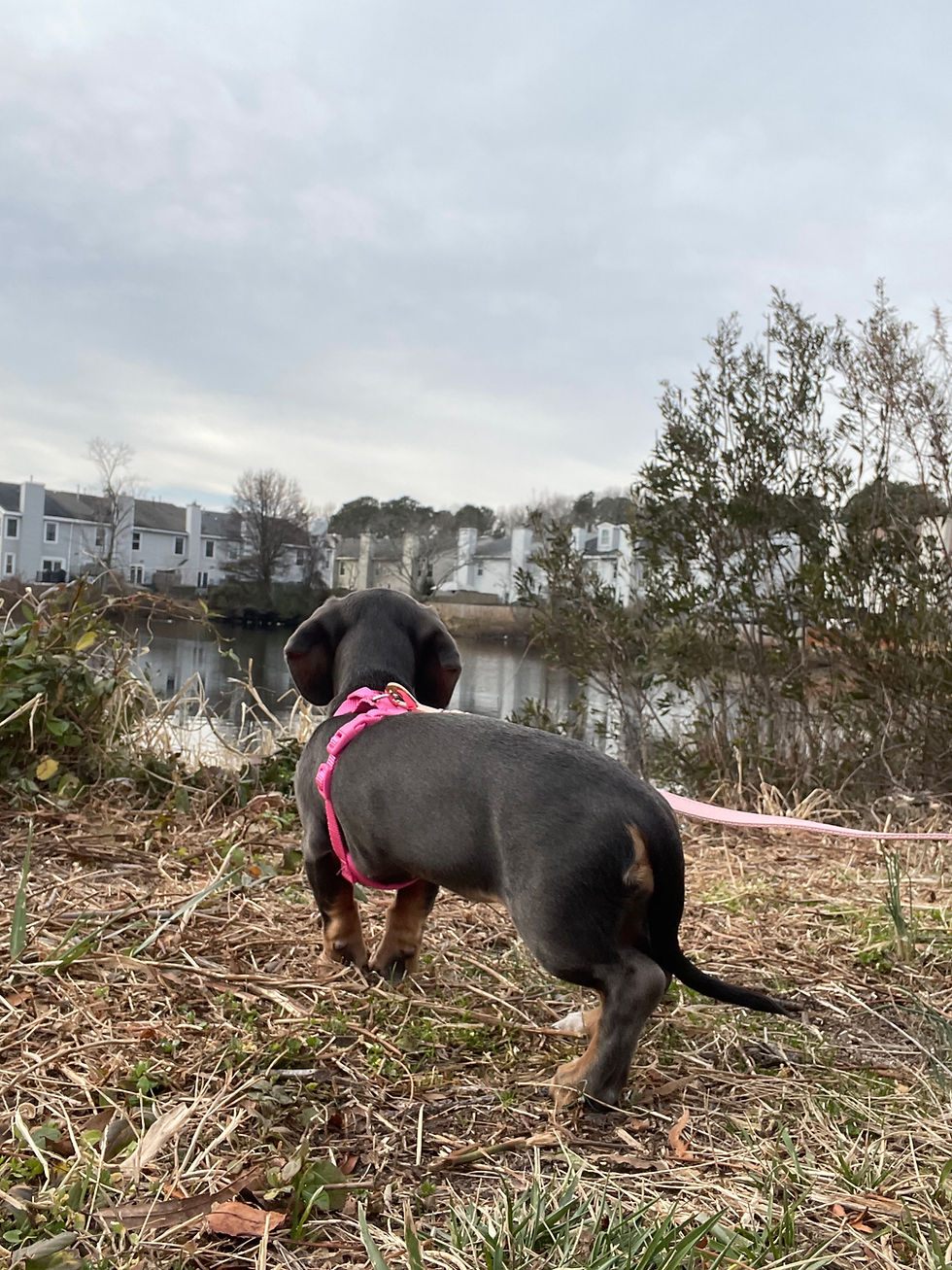 Young Dachshund walking calmly during an in‑home dog boarding routine in Ocean Lakes 23454 with Dog Sitting Virginia Beach.
