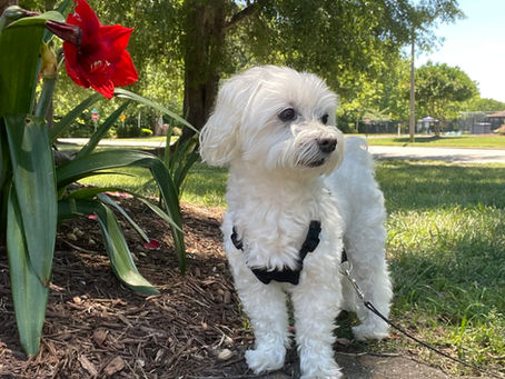 White Maltese enjoying a calm dog daycare walk near a garden in Ocean Lakes 23454 with Dog Sitting Virginia Beach.