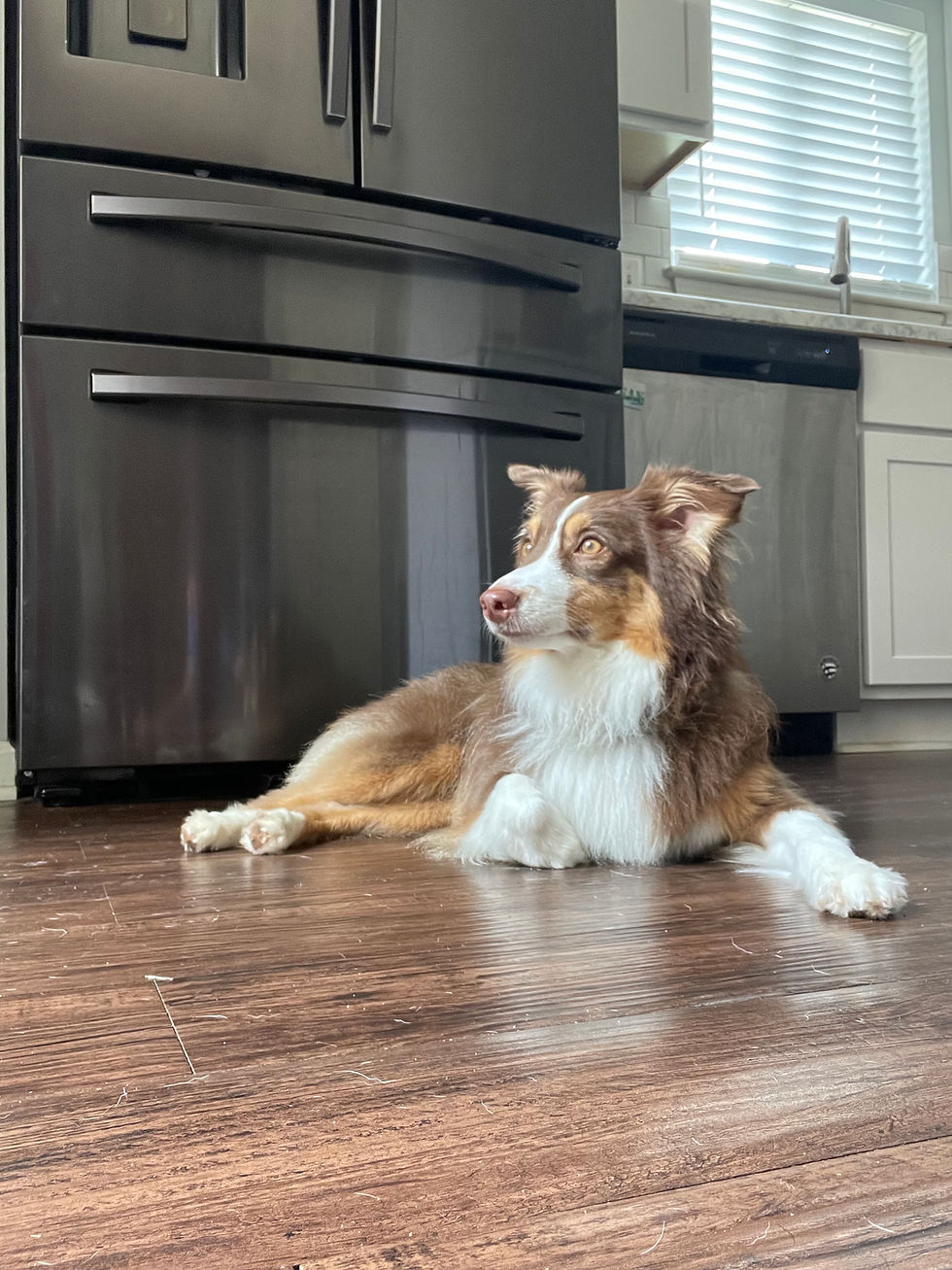 Virginia Beach dog sitting services with local, in-home care near Ocean Lakes and the 23454