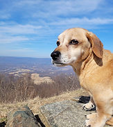Tailored-Dog-Walking-Virginia-Beach-23454.jpg.JPG