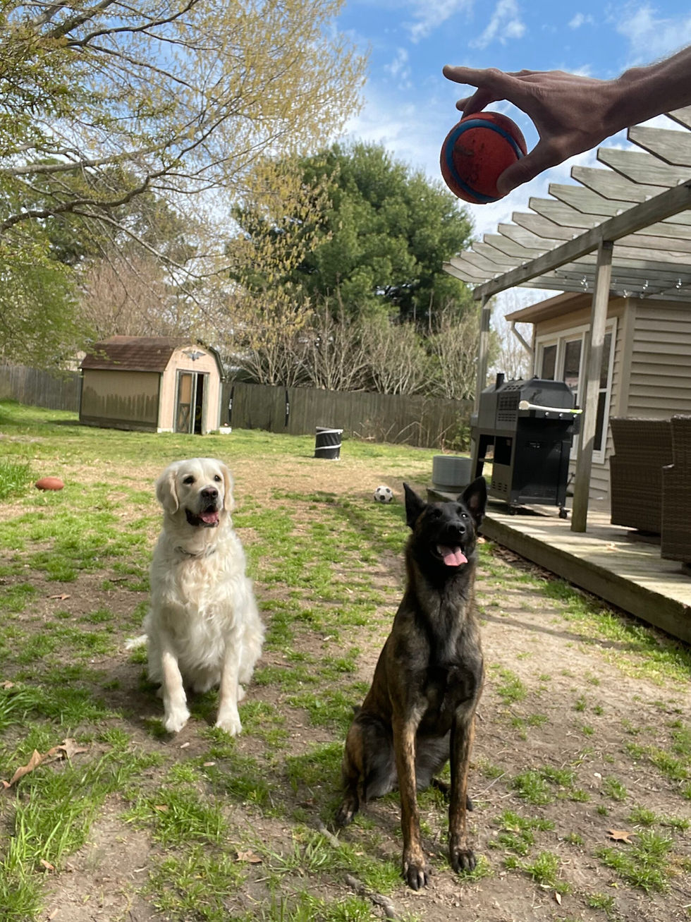 Belgian Malinois Nyx and Golden Retriever Arlo waiting calmly for their dog sitter to throw the ball during a structured drop‑in play session in Ocean Lakes 23454 with Dog Sitting Virginia Beach.