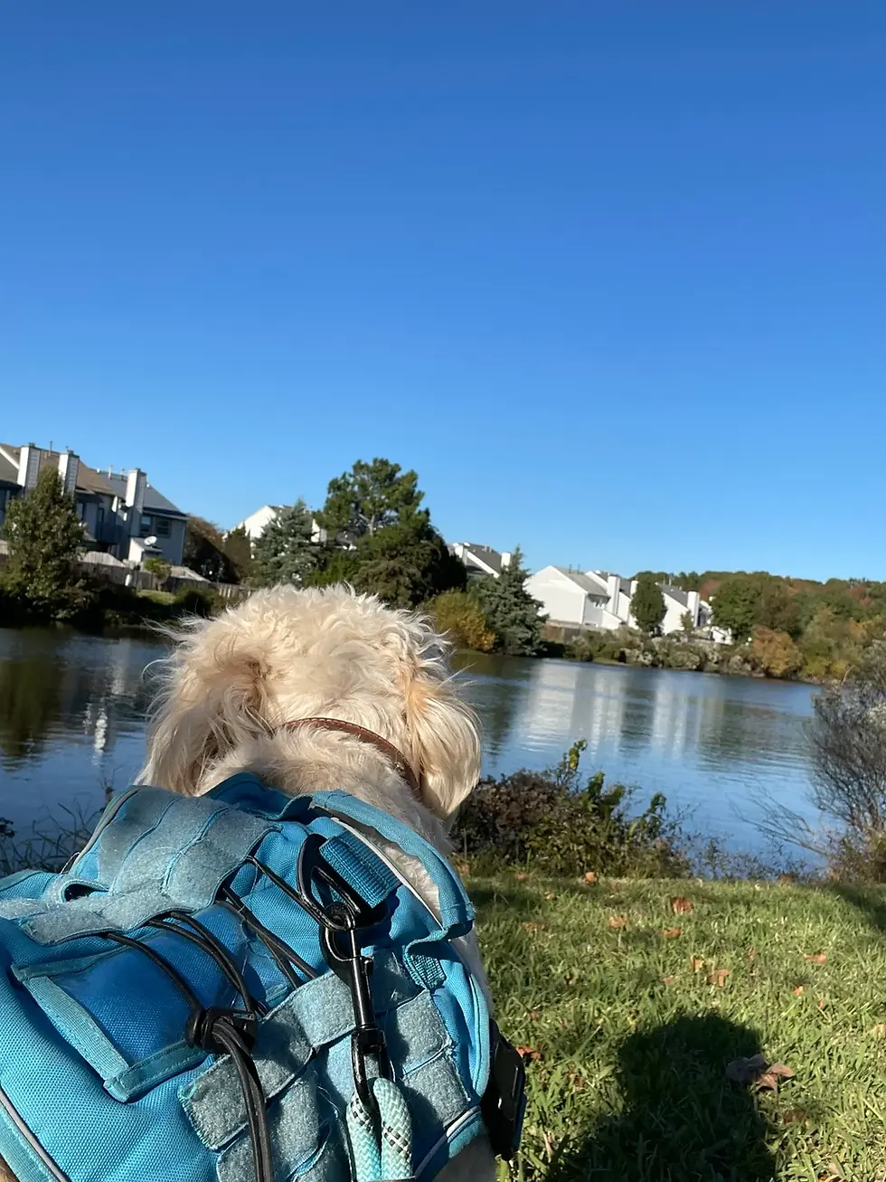 Brendan the golden doodle sitting calmly by the water in Ocean Lakes, wearing his blue tactical harness with houses and trees in the background.