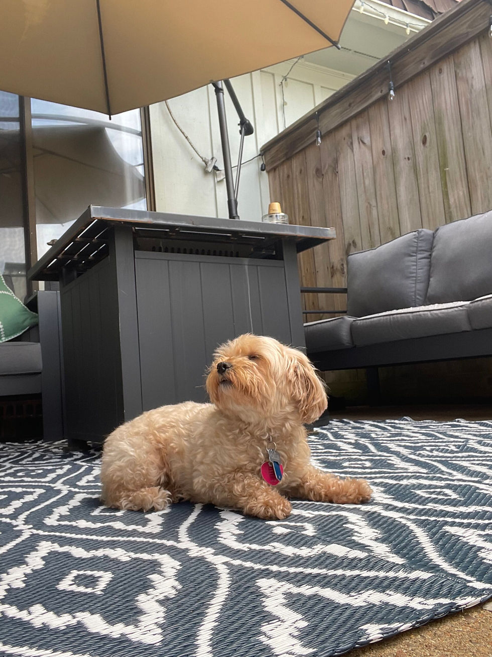 Case Study: How Calm, Shaded Walks Helped Calli Stay Comfortable in Virginia Beach’s Spring Heat