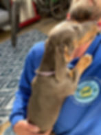 Dachshund giving the sitter a kiss during a drop‑in visit in Ocean Lakes 23454, with the Dog Sitting Virginia Beach uniform visible during a calm, friendly pet sitting session.
