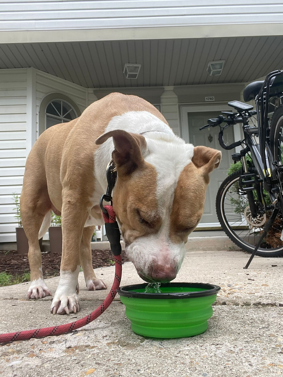Happy pitbull taking a break with her water bowl during a summer walk in Virginia Beach, shaded by trees for comfort